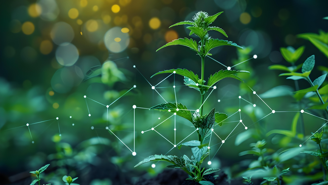 Combining Cannabinoids for Better Effects (Complete Guide)