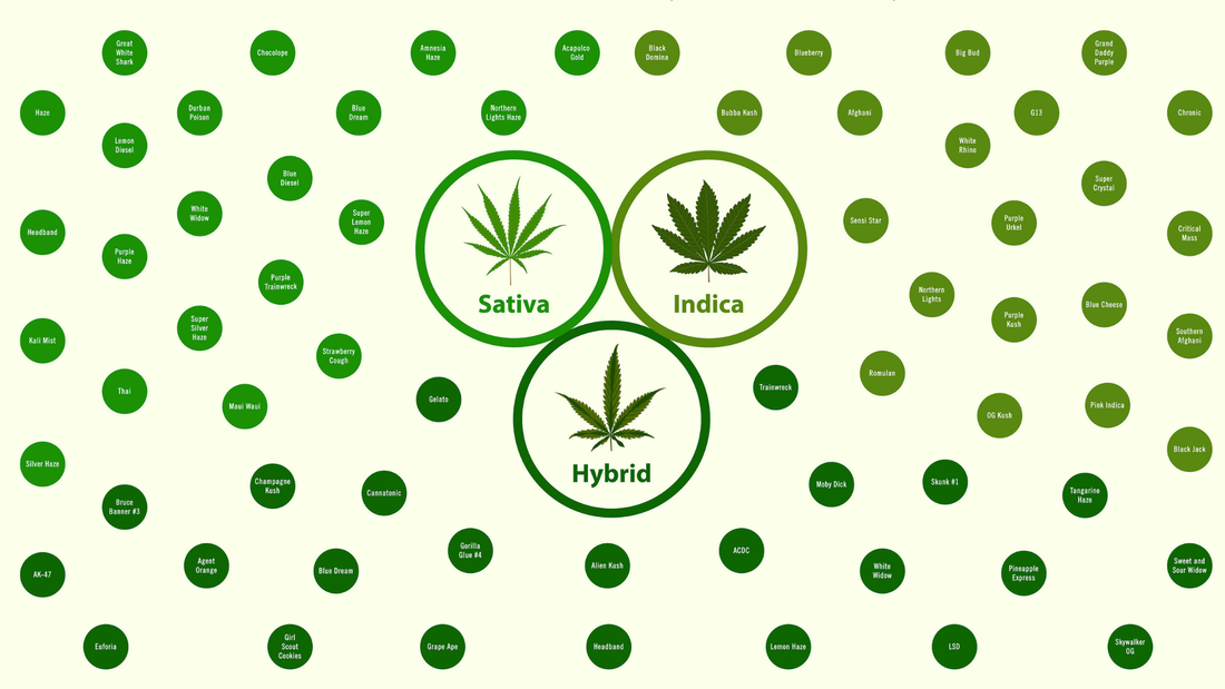 Sativa vs Indica vs Hybrid THC Gummies