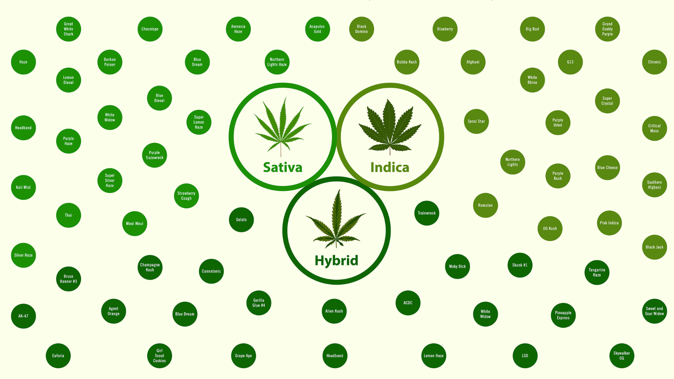 Sativa vs Indica vs Hybrid THC Gummies