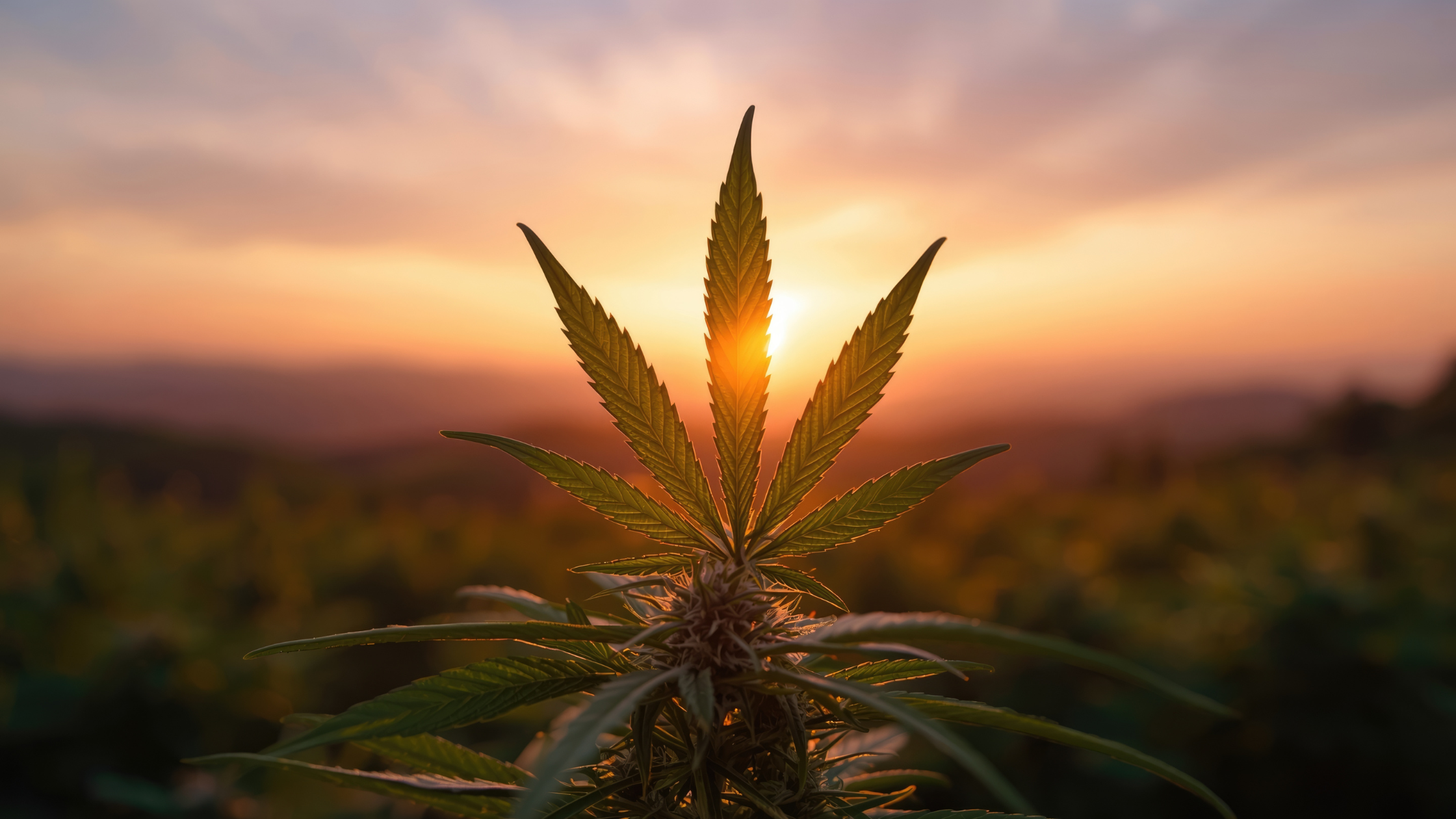 THC